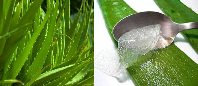 Aloe Vera