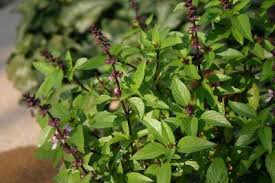 Basil Leaves