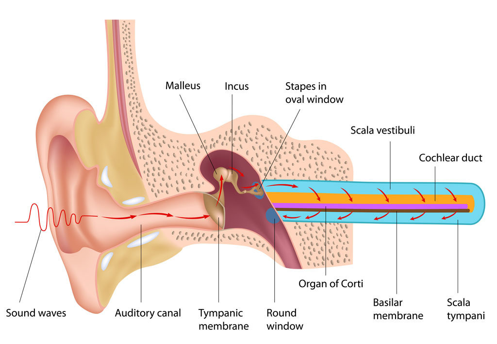  persistent ear pain in adults